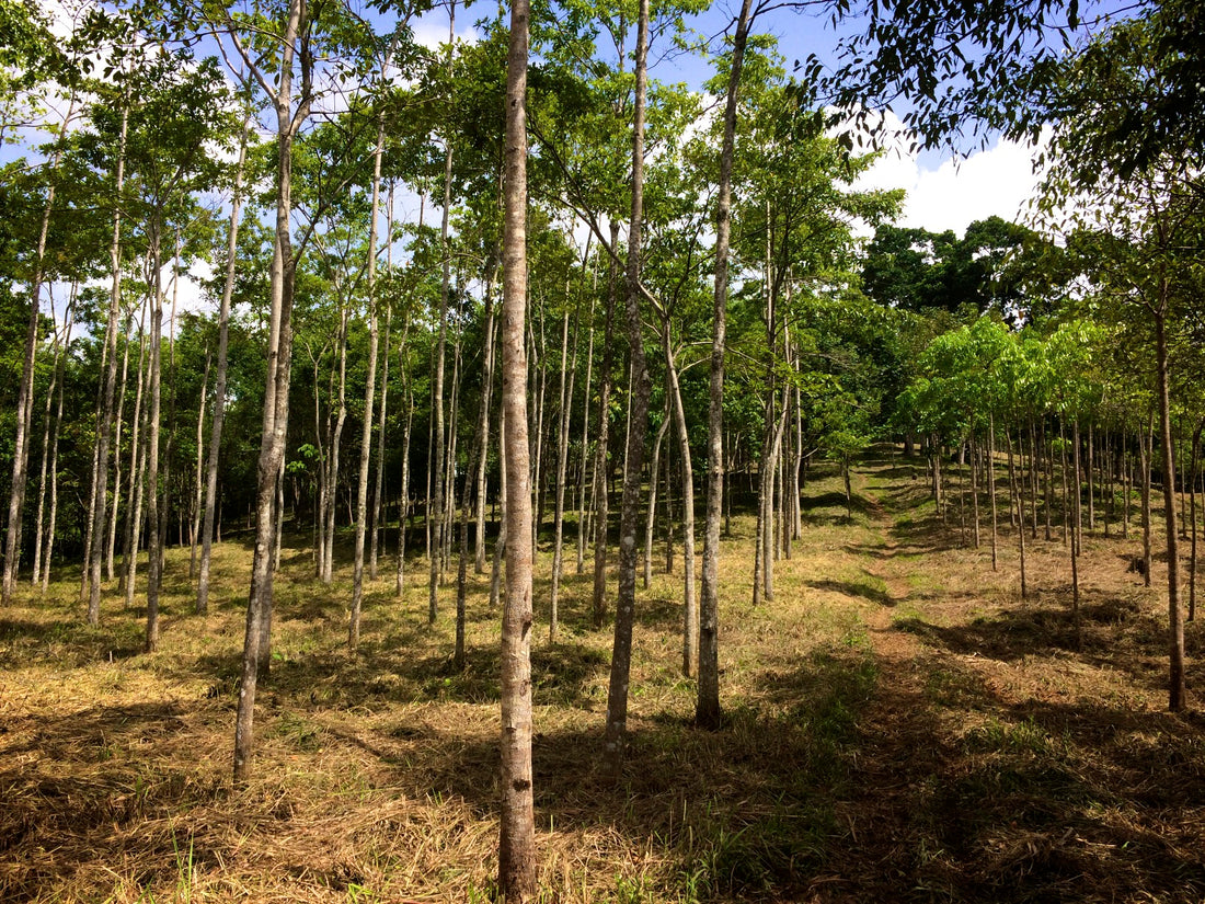 Izabal Agroforest